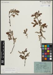Foto von Salix appendiculata Vill. x Salix eleagnos Scop.